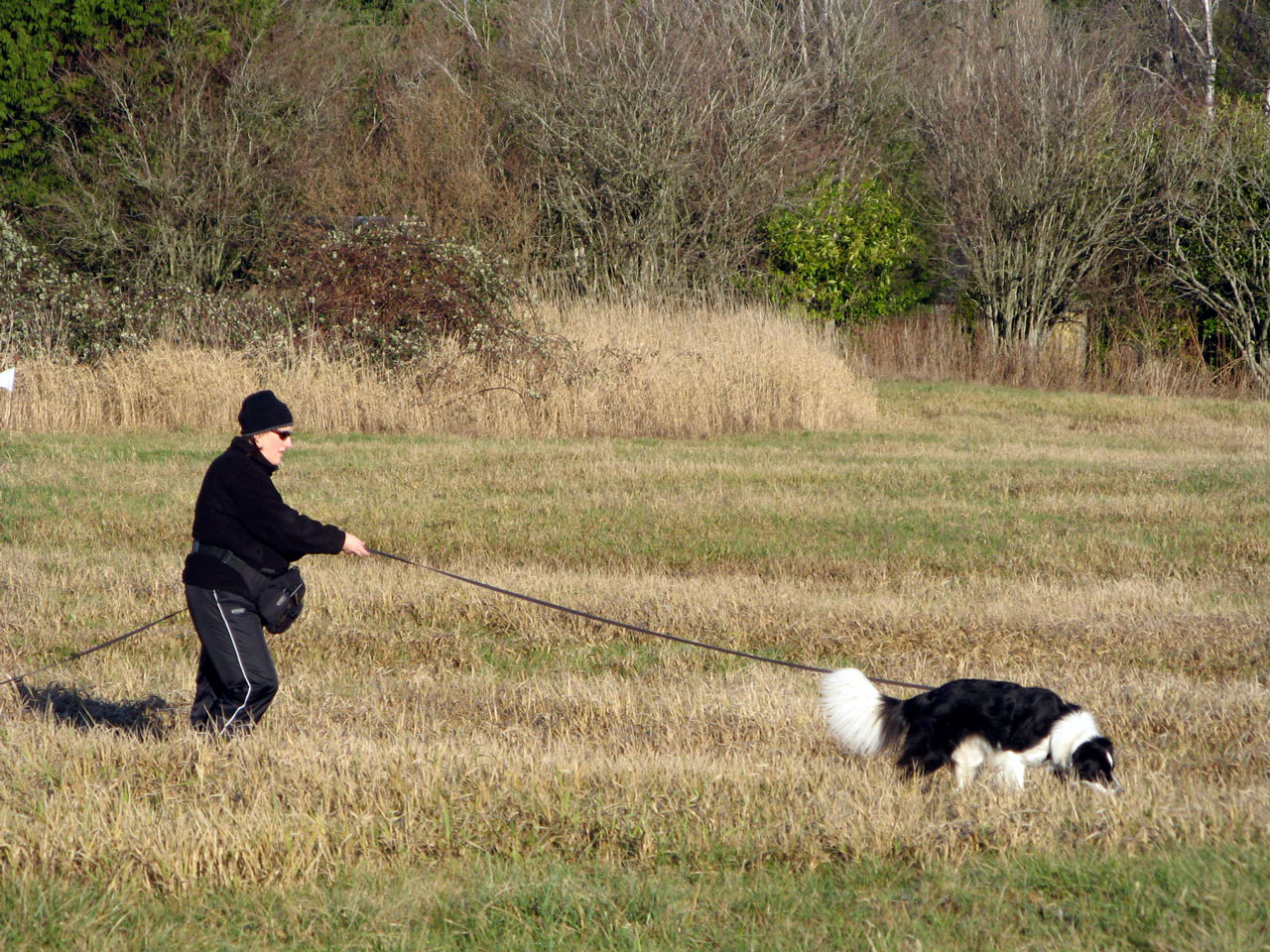 Tracking Classes Surrey Dog Obedience Training Club