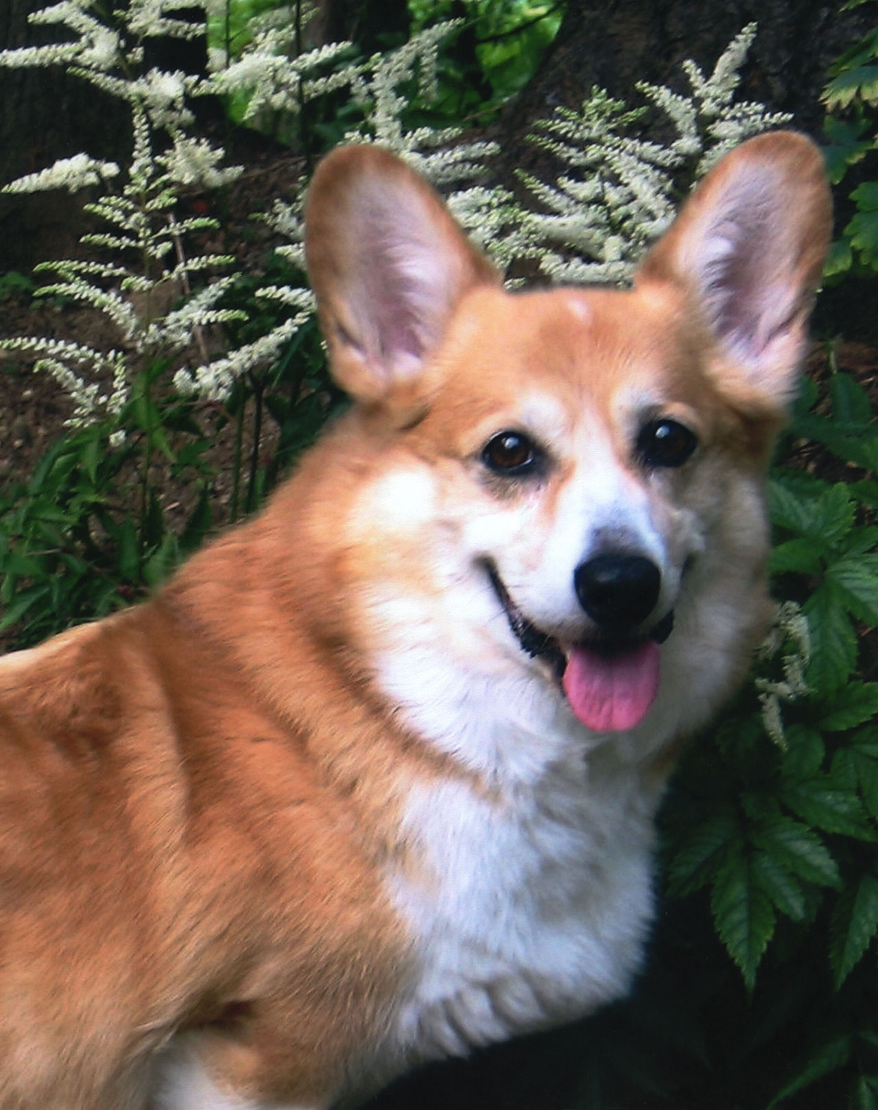 Home Surrey Dog Obedience Training Club